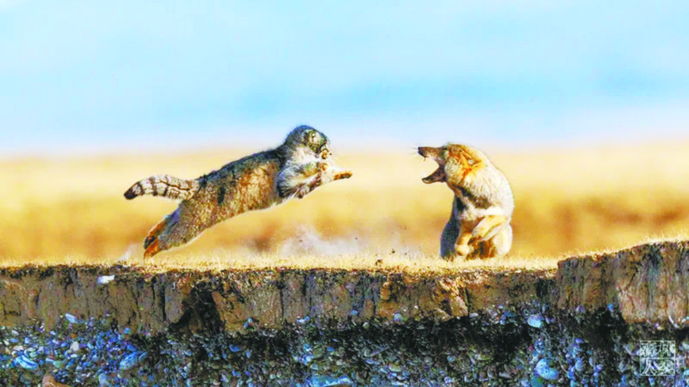 猻、狐過招 青海省林業和草原局供圖