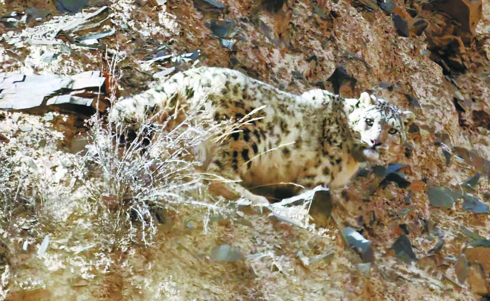 祁連山雪豹 青海省林業和草原局供圖